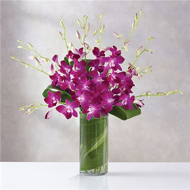 Orchid Embrace&trade;